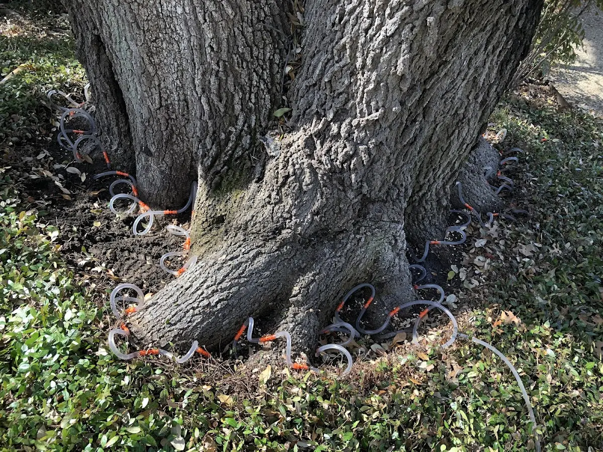 Detailed Tree Cabling and Bracing job site in Glendale Heights