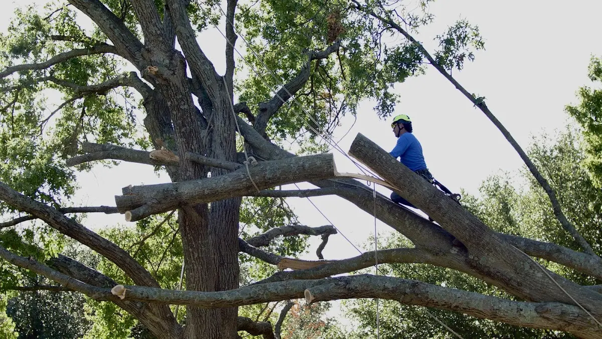 Professional Crown Thinning performed by certified arborists in Glendale Heights